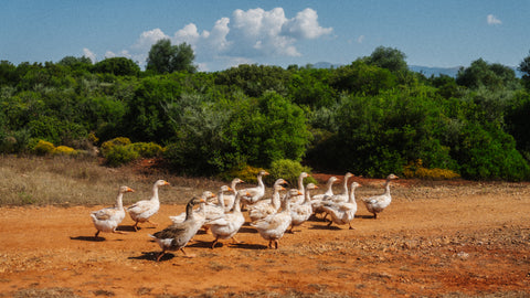 The Unexpected Guardians: The Role of Ducks and Geese in Our Farm's Success