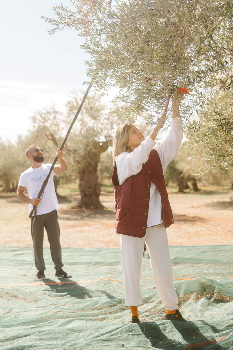Olive Harvest Retreat
