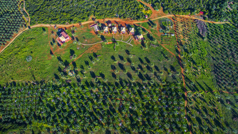 From Soil to Soul: The Philosophy Behind Our Organic Farm